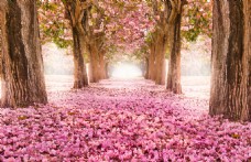 化妆品美丽的樱花景色高清图片