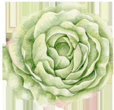 嫩绿色包菜状花朵图片素材