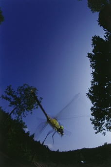 大自然蜻蜓摄影