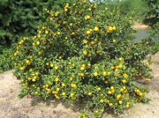 有机水果橘子树图片