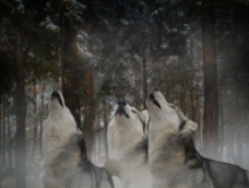 特色雪山里的狼动物高清图片