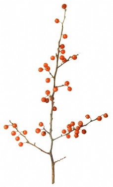 红色野果树枝透明装饰素材