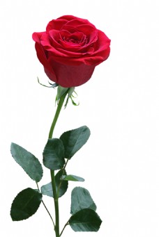 玫瑰花束红玫瑰实物花束元素