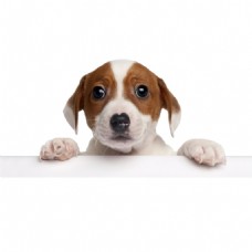可爱狗狗懵懂可爱小狗产品实物