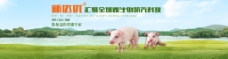 猪饲料网页首页轮播海报