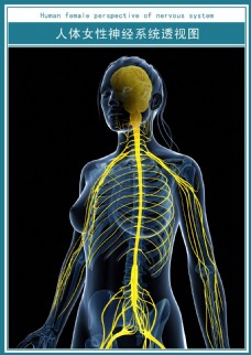 清代现代医学展板人体女性神经系统透视图超清图