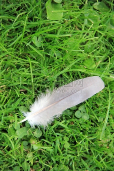 绿草地上的羽毛