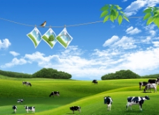 蓝天白云草地牧场牛群图片