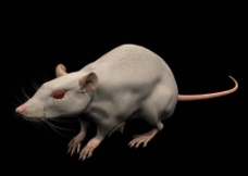 老鼠模型3DS图片