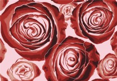 现代时尚深红色玫瑰花壁纸图案