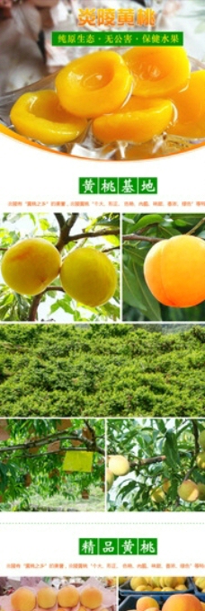 淘宝水果黄桃详情设计图片