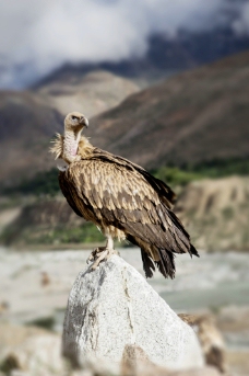 秃鹫 西藏秃鹫图片
