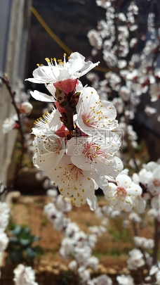 大自然生活大马士革鲜花蓝色白仁用杏新鲜花园自然天空生活