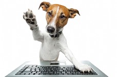 宠物狗小狗与电脑