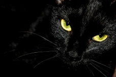 特色黑色猫咪眼睛特写