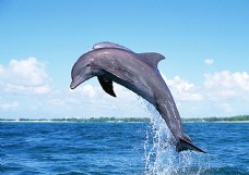 图片素材跃起的海豚