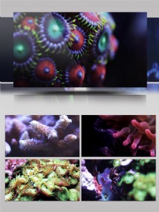 植物世界4K神秘的海底世界珊瑚植物展示