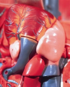 人体模型人体器官模型079