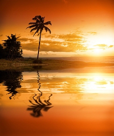 大自然海边小岛上的椰子树