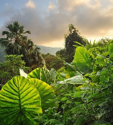 热带植物风景