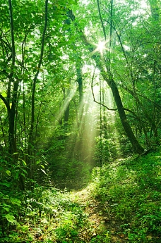 大自然树林里的阳光