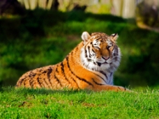 凶猛动物凶猛的老虎动物高清图片