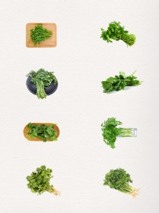 绿色蔬菜新鲜的香菜产品实物PNG元素