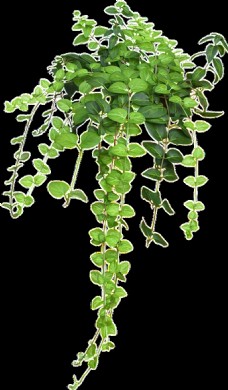 透明素材墙壁装饰绿叶透明植物素材