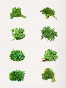 绿色蔬菜产品实物香菜PNG设计素材