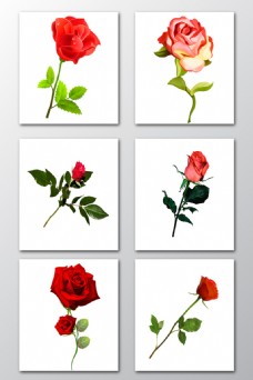 多彩的背景多款彩色玫瑰花唯美背景PNG素材