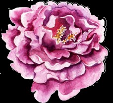牡丹手绘一朵紫色花卉透明素材png
