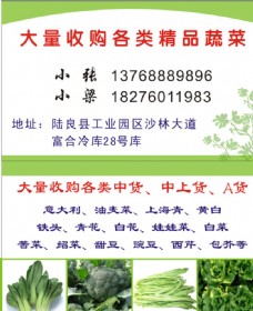 绿色蔬菜蔬菜名片图片