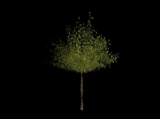 树木杨树3D模型图片