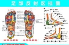 脚底穴位图图片