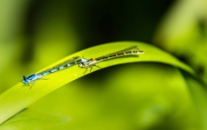 小蜻蜓图片