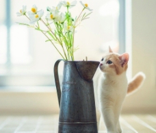 猫咪和花的故事图片