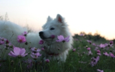 花丛中的小狗图片