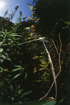 大自然植物上的蜻蜓摄影