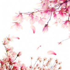 浪漫清新红粉色花瓣樱花装饰元素
