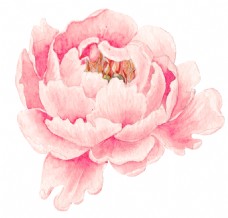 粉色牡丹花透明素材png