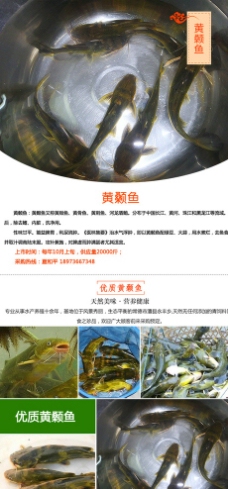 淘宝水产品黄颡鱼详情设计图片