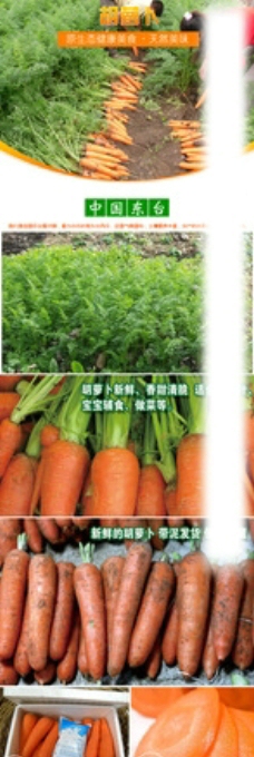 淘宝蔬菜胡萝卜详情设计图片