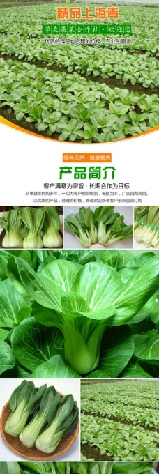 淘宝蔬菜上海青详情设计图片