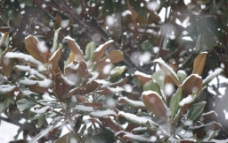 雪中的玉兰图片