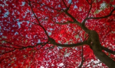 红叶大树图片