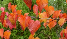 秋叶 红叶图片