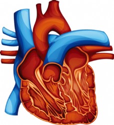 人体器官人体心脏器官设计矢量素材