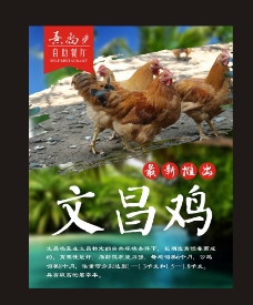 文昌鸡海报广告图片