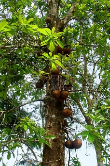 球树图片免费下载,球树设计素材大全,球树模板下载,球树图库-图行天下
