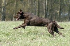 宠物狗在草地上奔跑的黑狗
